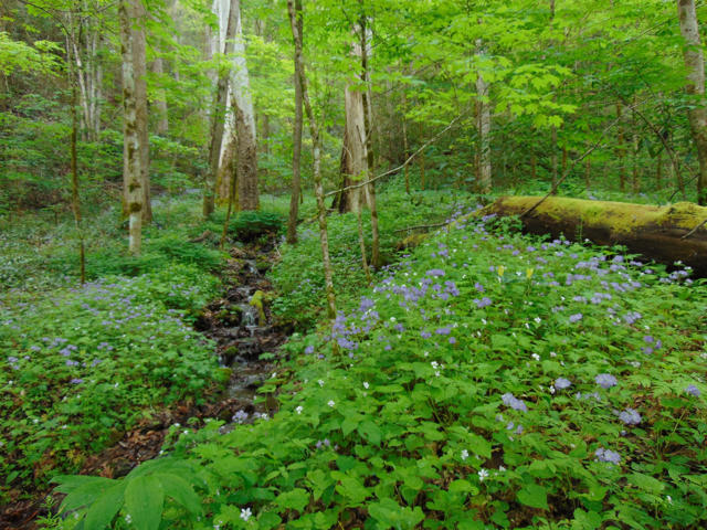 Spring Wildflower Hike in Big Creek – April 12th