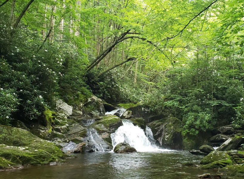 Sunburst Tree ID Hike – June 5th